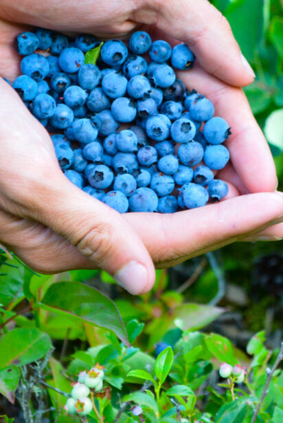 pair of hands holding blueberries.