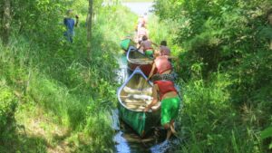 boys fording canoes through a narrow channel in the woods.